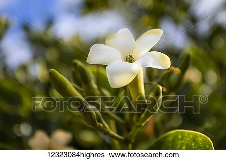 Stock Photograph - Close-up of puakenikeni flower; Lanai, Hawaii, United States of America. Fotosearch