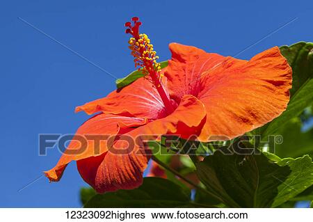 Close-up of red hibiscus flower and blue sky; Maui, Hawaii, United States of America View Large Photo Image Stock Photograph - Close-up of red hibiscus flower and blue sky; Maui, Hawaii, United States of America. Fotosearch