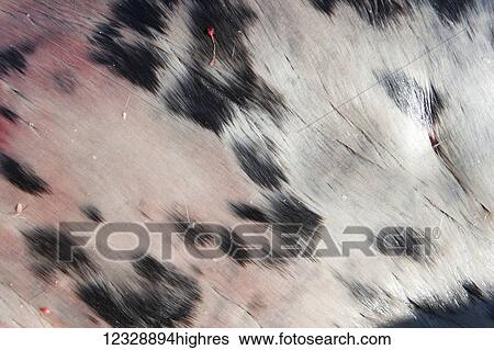 Stock Photograph - Close-up of seal fur; Alaska, United States of America. Fotosearch
