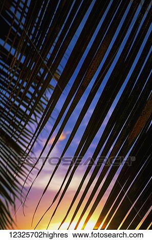 Stock Photograph - Close-up of silhouetted palm fronds with beautiful sunset color sky in the background; Honolulu, Oahu, Hawaii, United States of America. Fotosearch