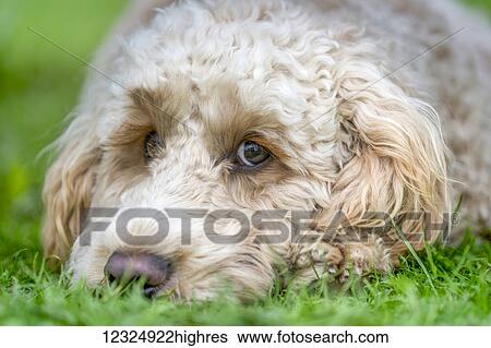 Stock Photograph - Close-up of the face of a blond cockapoo resting on the grass; North Yorkshire, England. Fotosearch