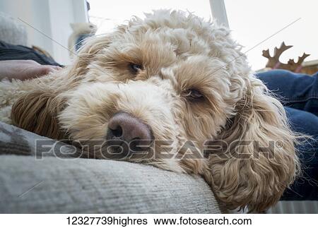 Stock Photograph - Close-up of the face of a cockapoo looking into the camera as it lays on a bed with it's owner; South Shields, Tyne and Wear, England. Fotosearch