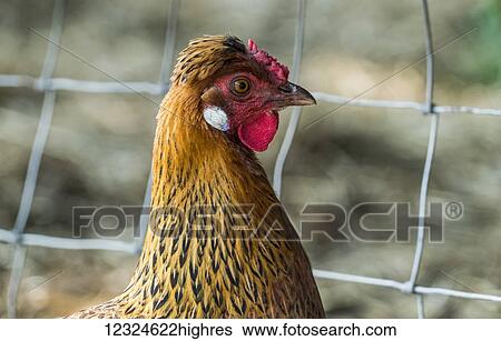 Stock Photograph - CLose-up of the head of a chicken against a wire fence; Yorkshire, England. Fotosearch