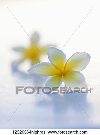 Stock Photograph - Close-up of two beautiful yellow Plumeria flowers (Apocynaceae) in soft focus; Honolulu, Oahu, Hawaii, United States of America. Fotosearch
