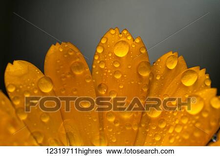 Stock Photograph - Close up of water droplets on orange flower petals; South Shields, Tyne and Wear, England. Fotosearch