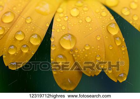 Close up of water droplets on yellow flower petals; South Shields, Tyne and Wear, England View Large Photo Image Stock Photograph - Close up of water droplets on yellow flower petals; South Shields, Tyne and Wear, England. Fotosearch