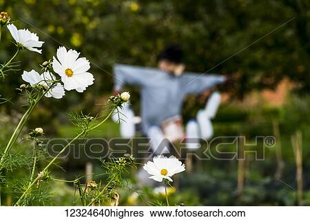 Close-up of white flowers with a scarecrow in a garden in the background; Gateshead, Tyne and Wear, England View Large Photo Image Stock Photograph - Close-up of white flowers with a scarecrow in a garden in the background; Gateshead, Tyne and Wear, England. Fotosearch