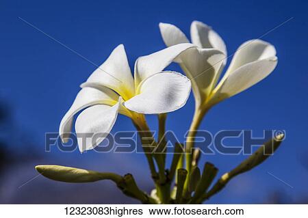 Stock Photograph - Close-up of white plumeria flower against a blue sky; Maui, Hawaii, United States of America. Fotosearch