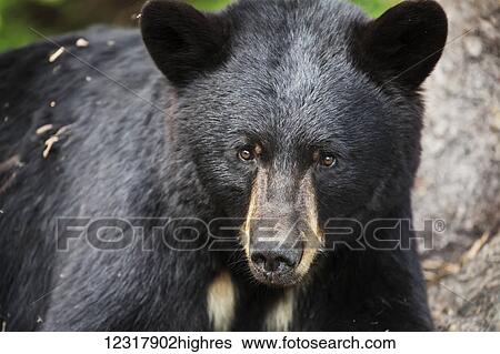 Close up portrait of a Black Bear in summer, Southcentral Alaska, USA View Large Photo Image Stock Photograph - Close up portrait of a Black Bear in summer, Southcentral Alaska, USA. Fotosearch