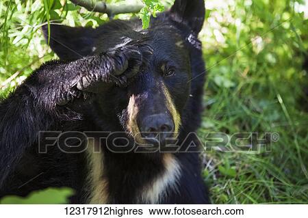 Stock Photograph - Close up portrait of a Black bear that appears to be saluting, Southcentral Alaska, USA. Fotosearch