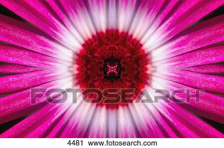 Closeup of pink and white flower View Large Photo Image Stock Image - Closeup of pink and white flower. Fotosearch