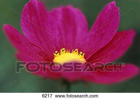 Stock Photo - Closeup of pink flower. Fotosearch