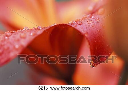 Closeup of pink flower with water drops View Large Photo Image Stock Photography - Closeup of pink flower with water drops. Fotosearch