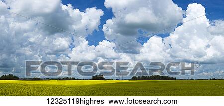 Stock Photograph - Clouds cover a blue sky and cast shadows on the canola field below; Alberta, Canada. Fotosearch