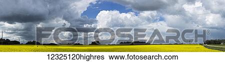 Clouds cover a blue sky and cast shadows on the canola field below; Alberta, Canada View Large Photo Image Stock Photograph - Clouds cover a blue sky and cast shadows on the canola field below; Alberta, Canada. Fotosearch