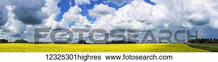 Stock Photograph - Clouds in a blue sky over a yellow canola field; Alberta, Canada. Fotosearch