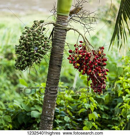 Stock Photograph - Clusters of fruit growing on a tree, one is green and the other is red; Luang Prabang Province, Laos. Fotosearch