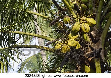 Stock Photograph - Coconut tree with green coconuts; Ponnani, Malappuram District, Kerala, India. Fotosearch