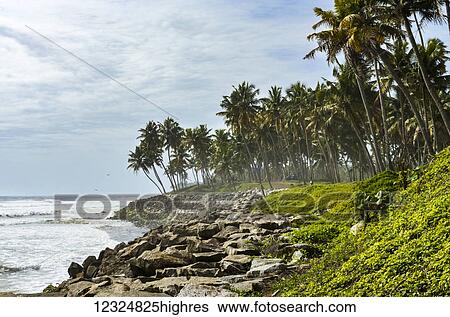 Stock Photograph - Coconut trees along a cliff with Arabian sea; Varkala, Kerala, India. Fotosearch