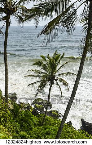 Coconut trees near cliff with Arabian sea; Varkala, Kerala, India View Large Photo Image Stock Photograph - Coconut trees near cliff with Arabian sea; Varkala, Kerala, India. Fotosearch