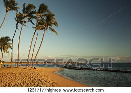 Stock Photograph - Coconut trees, Salt Pond Beach Park; Hanapepe, Kauai, Hawaii, United States of America. Fotosearch