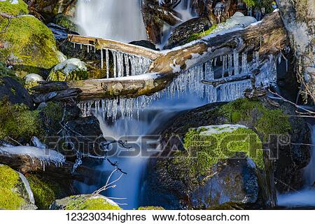 Collection of ice on a fallen log over a little waterfall in the Olympic Peninsula rain forest; Washington, United States of America View Large Photo Image Stock Photograph - Collection of ice on a fallen log over a little waterfall in the Olympic Peninsula rain forest; Washington, United States of America. Fotosearch