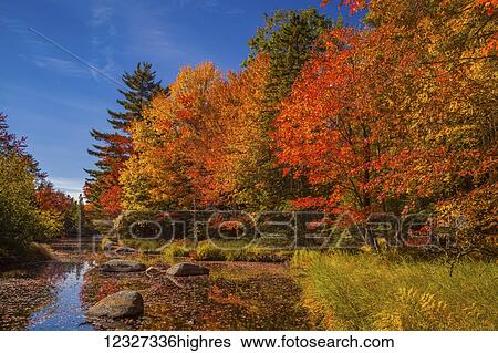 Stock Photograph - Colourful autumn coloured foliage on trees along the Westfield River, near North Brookfield; Nova Scotia, Canada. Fotosearch