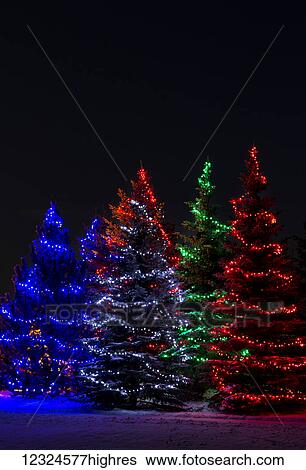 Colourful Christmas lights around several evergreen trees; Calgary, Alberta, Canada View Large Photo Image Stock Photograph - Colourful Christmas lights around several evergreen trees; Calgary, Alberta, Canada. Fotosearch