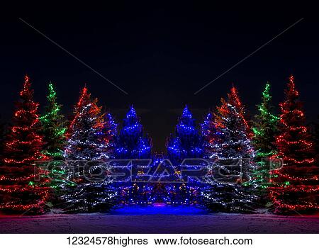 Stock Photograph - Colourful Christmas lights around several evergreen trees; Calgary, Alberta, Canada. Fotosearch