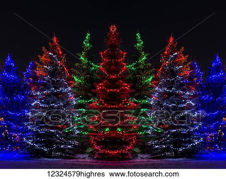 Stock Photograph - Colourful Christmas lights around several evergreen trees; Calgary, Alberta, Canada. Fotosearch