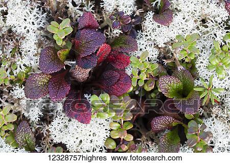 Stock Photograph - Colourful foliage of tundra; Alaska, United States of America. Fotosearch