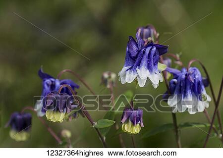 Stock Photograph - Columbine (Aquilegia), also known as granny's bonnet, in bloom; Astoria, Oregon, United States of America. Fotosearch