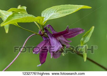 Stock Photograph - Columbine (Aquilegia) and Dogwood (cornus) grow together; Astoria, Oregon, United States of America. Fotosearch