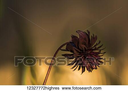 Stock Photograph - Columbine (Aquilegia); Astoria, Oregon, United States of America. Fotosearch