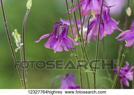 Stock Photograph - Columbine (Aquilegia) brings excitement to a garden; Astoria, Oregon, United States of America. Fotosearch