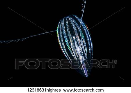 Stock Photograph - Comb-jelly, or sea gooseberry, are 0t related to jellyfish but form a group of their own, the Cte0phores. This individual is likely, Pleurobrachia pileus, and was photographed several miles off the Kona Coast of the Big Island; Kona, Island of Hawaii,.... Fotosearch