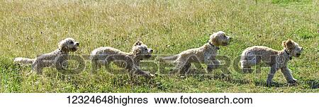 Composite of a blond cockapoo running across a grass field; South Shields, Tyne and Wear, England View Large Photo Image Stock Photograph - Composite of a blond cockapoo running across a grass field; South Shields, Tyne and Wear, England. Fotosearch