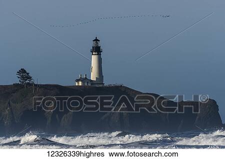 Stock Photograph - Cormorants (Phalacrocoracidae) fly over Yaquina Head Lighthouse on the Oregon Coast; Newport, Oregon, United States of America. Fotosearch