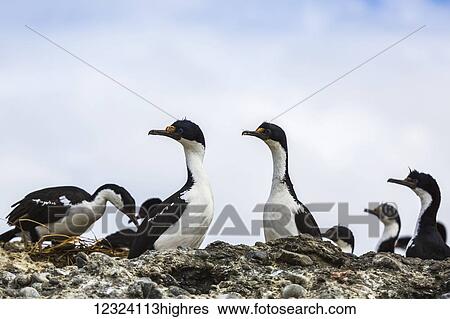 Cormorants (Phalacrocoracidae) nesting, Ainsworth Island, Chilean Patagonia; Chile View Large Photo Image Stock Photograph - Cormorants (Phalacrocoracidae) nesting, Ainsworth Island, Chilean Patagonia; Chile. Fotosearch