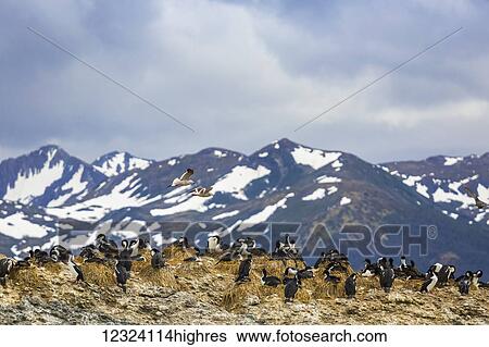 Cormorants (Phalacrocoracidae) nesting, Ainsworth Island, Chilean Patagonia; Chile View Large Photo Image Stock Photograph - Cormorants (Phalacrocoracidae) nesting, Ainsworth Island, Chilean Patagonia; Chile. Fotosearch