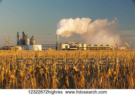 Stock Photograph - Corn field at sunrise near the Glacial Lakes Energy ethanol plant near Mina; South Dakota, United States of America. Fotosearch