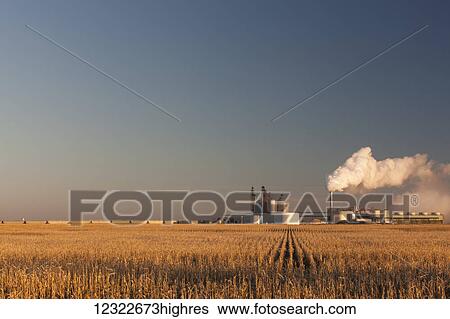 Corn field at sunrise near the Glacial Lakes Energy ethanol plant near Mina; South Dakota, United States of America View Large Photo Image Stock Photograph - Corn field at sunrise near the Glacial Lakes Energy ethanol plant near Mina; South Dakota, United States of America. Fotosearch