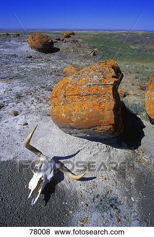 Cow skull and large boulder in desert Red Rock Coulee Alberta View Large Photo Image Stock Photo - Cow skull and large boulder in desert Red Rock Coulee Alberta. Fotosearch