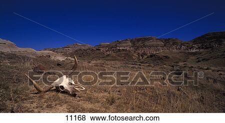 Stock Photo - Cow skull on arid hillside. Fotosearch