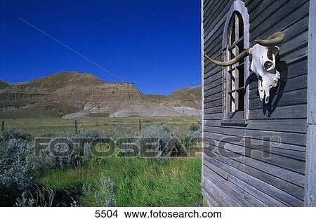 Picture - Cow skull on shack wall. Fotosearch