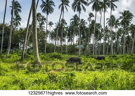Cows grazing on lush vegetation under palm trees; Ko Samui, Chang Wat Surat Thani, Thailand View Large Photo Image Stock Photograph - Cows grazing on lush vegetation under palm trees; Ko Samui, Chang Wat Surat Thani, Thailand. Fotosearch