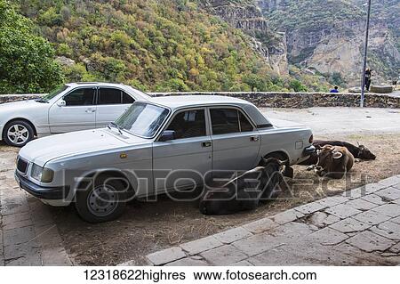 Stock Photograph - Cows laying next to a Volga car; Garni, Azat Valley, Armenia. Fotosearch