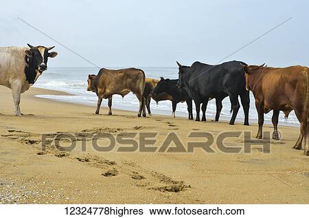 Cows on the beach; Kadappuram village, Thrissur district, Kerala, India View Large Photo Image Stock Photograph - Cows on the beach; Kadappuram village, Thrissur district, Kerala, India. Fotosearch