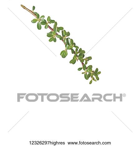 Stock Photograph - Cranberry leaves on a white background. Fotosearch
