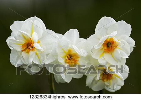 Stock Photograph - Daffodils blooming in the spring; Astoria, Oregon, United States of America. Fotosearch